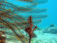 Ornate Ghost Pipefish Indo West Pacific Papua New Guinea